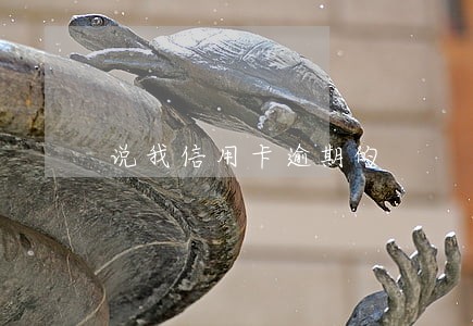 说我信用卡逾期的