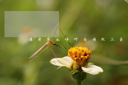 请专家也呼吁为绩效工资评估立法
