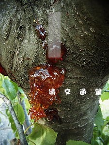 请交通肇事案律师微信咨询 请交通肇事案律师微信咨询