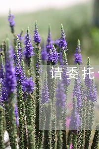 请委托合同律师在线咨询 请委托合同律师在线咨询