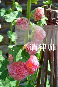 请律师打劳动合同纠纷