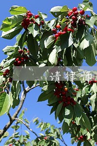 请律师是先付费还是后付费 请律师是先付费还是后付费
