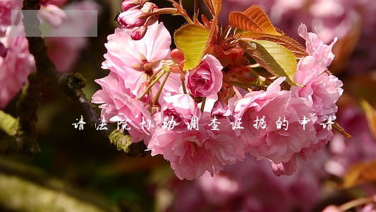 请法院协助调查证据的申请 请法院协助调查证据的申请