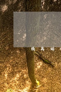 请离婚律师哪家厉害 请离婚律师哪家厉害