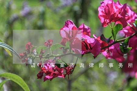 请诈骗案咨询律师事务所 请诈骗案咨询律师事务所