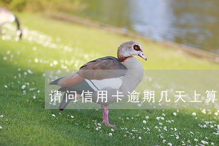 请问信用卡逾期几天上算不良 请问信用卡逾期几天上算不良