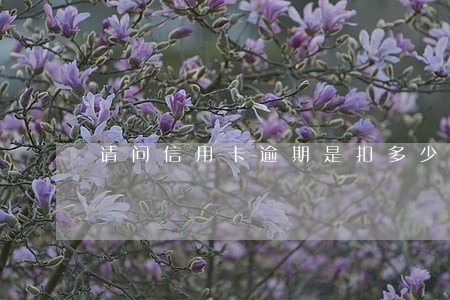 请问信用卡逾期是扣多少呢 请问信用卡逾期是扣多少呢