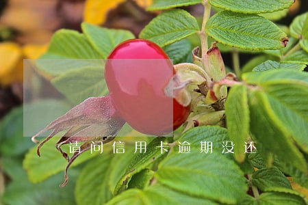 请问信用卡逾期没还 请问信用卡逾期没还