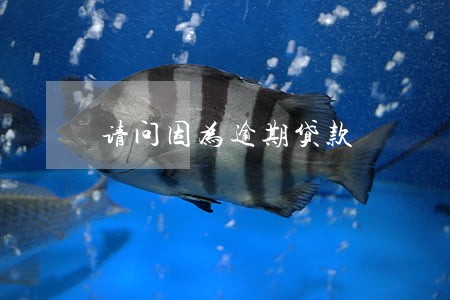 请问因为逾期贷款 请问因为逾期贷款