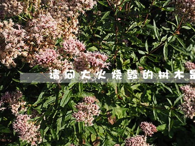 请问大火烧毁的树木是否违法 请问大火烧毁的树木是否违法