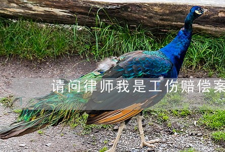 请问律师我是工伤赔偿案件 请问律师我是工伤赔偿案件