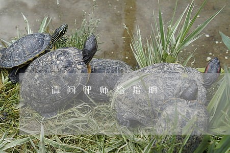 请问律师给指明 请问律师给指明