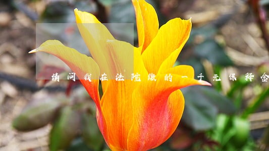 请问我在法院缴的一千元保释金 请问我在法院缴的一千元保释金