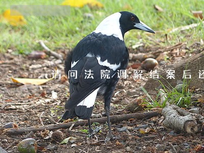 请问法院调解结案后还可以上诉吗 请问法院调解结案后还可以上诉吗