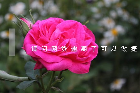 请问网贷逾期了可以做捷信吗 请问网贷逾期了可以做捷信吗