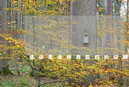 请问贵律师我反应的问题如何答复 请问贵律师我反应的问题如何答复