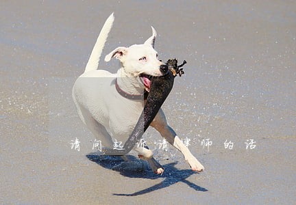 请问起诉请律师的话 请问起诉请律师的话