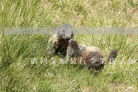 请问车顶装行李架违法吗 请问车顶装行李架违法吗
