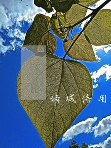 诸城信用卡逾期 诸城信用卡逾期