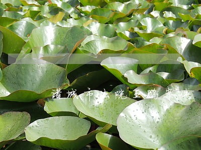 诸城市法院王鹏案件 诸城市法院王鹏案件