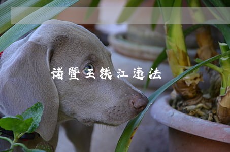 诸暨王铁江违法 诸暨王铁江违法