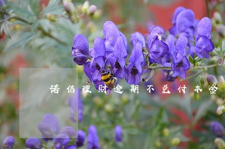 诺信理财逾期不兑付本金 诺信理财逾期不兑付本金