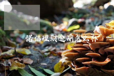 诺信理财逾期怎么补 诺信理财逾期怎么补