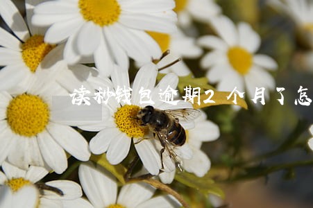 读秒钱包逾期2个月了怎么办 读秒钱包逾期2个月了怎么办
