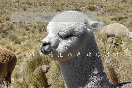 谁在给违法养猪场撑腰 谁在给违法养猪场撑腰
