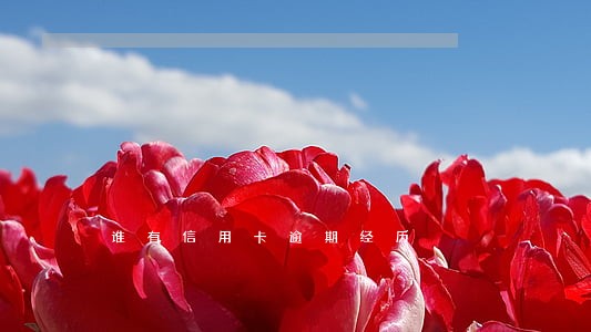 谁有信用卡逾期经历
