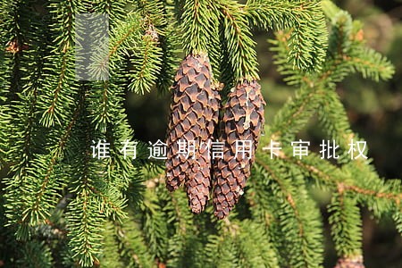 谁有逾期信用卡审批权 谁有逾期信用卡审批权