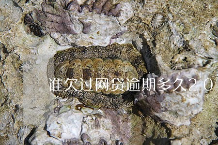 谁欠过网贷逾期多久2020 谁欠过网贷逾期多久2020