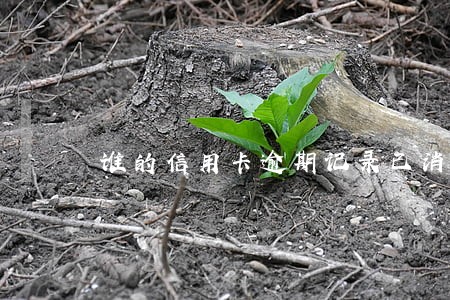 谁的信用卡逾期记录已消除的 谁的信用卡逾期记录已消除的