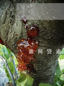 谁网贷逾期还能贷款 谁网贷逾期还能贷款
