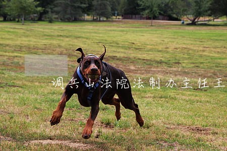 调兵山法院法制办主任王玮 调兵山法院法制办主任王玮