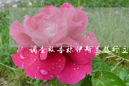 调查报告称伊斯兰银行立法需加强 调查报告称伊斯兰银行立法需加强