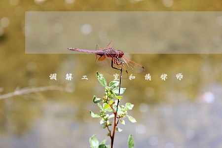 调解工作室和请律师 调解工作室和请律师