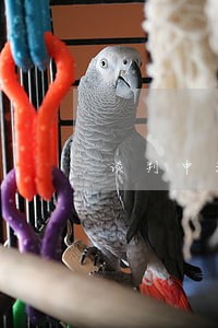 谈判中法律顾问台词 谈判中法律顾问台词