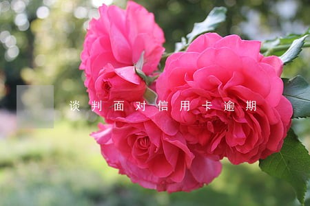 谈判面对信用卡逾期 谈判面对信用卡逾期