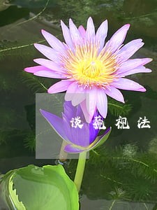 谈藐视法庭与挑战权威 谈藐视法庭与挑战权威