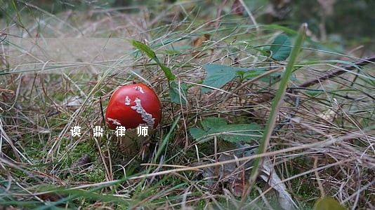 谟鼎律师 谟鼎律师