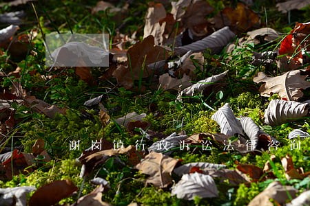 谢岗镇行政诉讼法律咨询热线