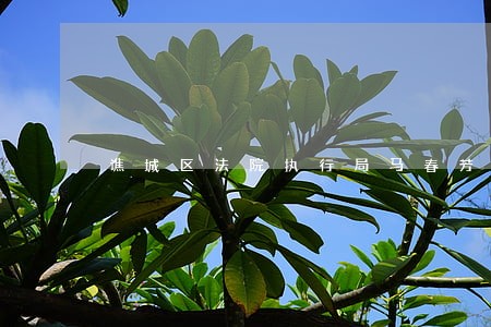 谯城区法院执行局马春芳 谯城区法院执行局马春芳