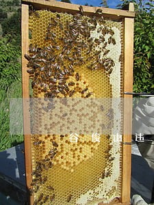 谷俊山违法所得 谷俊山违法所得