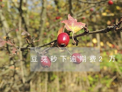 豆芽秒下逾期费2万 豆芽秒下逾期费2万