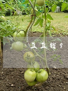 豆豆钱900逾期一个月多少钱 豆豆钱900逾期一个月多少钱