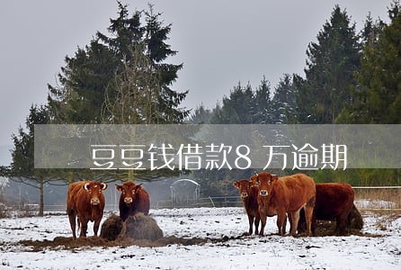 豆豆钱借款8万逾期 豆豆钱借款8万逾期