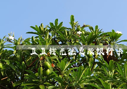 豆豆钱无法更改银行卡导致逾期 豆豆钱无法更改银行卡导致逾期
