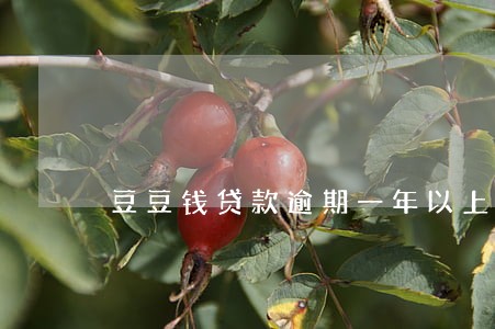 豆豆钱贷款逾期一年以上的吗 豆豆钱贷款逾期一年以上的吗