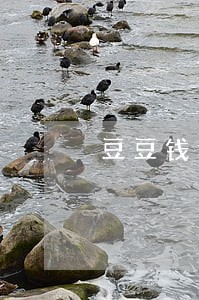 豆豆钱逾期2天会上征信 豆豆钱逾期2天会上征信